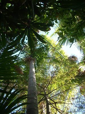 Example of overhead
palm tree canopy