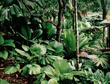 Assorted understory palms beneath larger Palm species (garden of J.F. Queensland, Australia) .