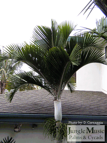  Hedyscepe canterburyana, the Umbrella Palm & Big Mountain palm, is endemic to Lord Howe Island.  It has the shape reminiscent of an umbrella and grows about half way up the mountains of Lord Howe.  It is a medium sized palm that has a silver crown shaft and a silver, prominently ringed trunk.  The fruit is a gorgeous red, about the size of a small egg.  It tolerates sun in the coastal areas of California but needs protection inland or in the desert.  It has moderate cold hardiness, about like a Howea forsteriana.