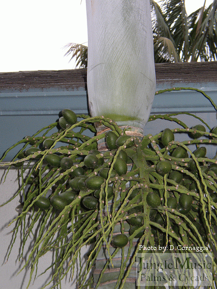  Hedyscepe canterburyana, immature green seeds 