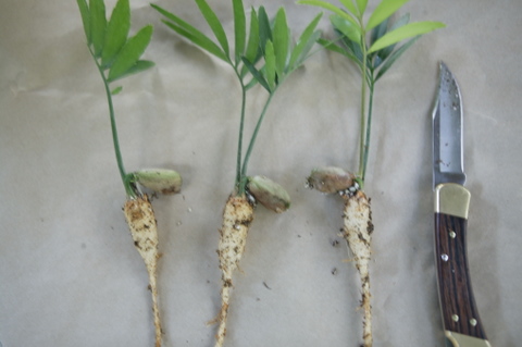  Encephalartos hildebrandtii seedlings.  Even as young plants, large tuberous roots conserve water.