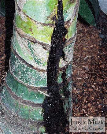  An oozing crack in the trunk of a Kentia Palm  