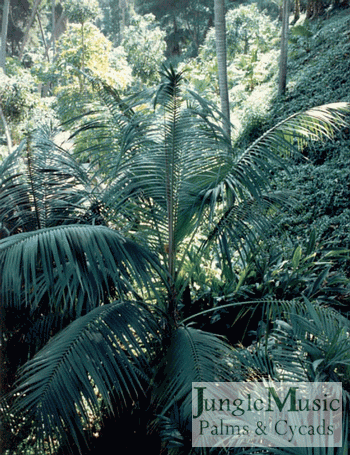  Kentia Palm, single, in domestic garden 