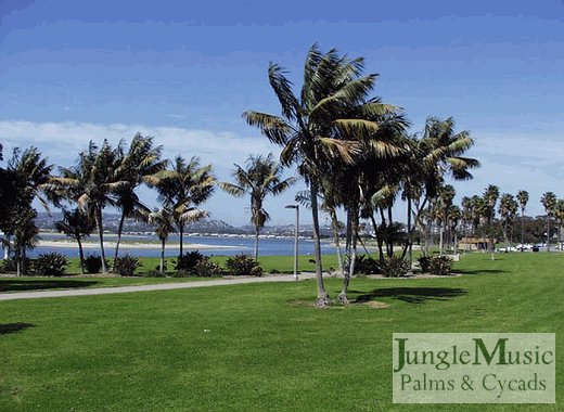  This is a grouping of multiple Howea forsteriana at Mission Bay Park in San Diego, CA.  Note the medium height and not overly thick trunks.