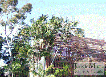 These Kentias are about 30 feet in full sun in Balboa Park
San Diego and have been in the ground for about 40 years 