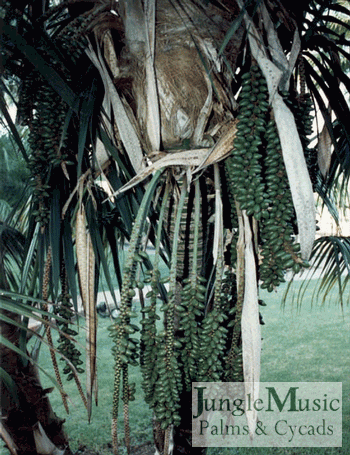  Green Kentia seeds 