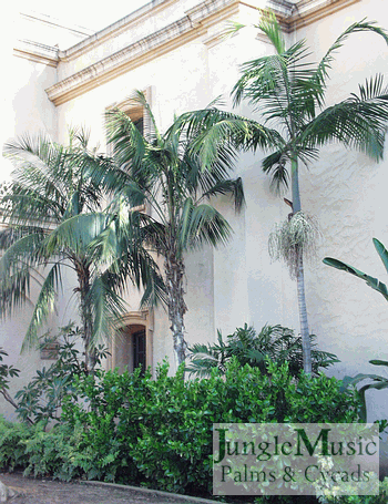  The two plants to the left are Howea forsteriana.  The one to the right is Archontophoenix cunninghamiana.  Howea forsteriana are a very popular plant. This species is quite versatile and can be grown inside the home our outside in areas that don't get too cold.  It tolerates full coastal sun, filtered light inland and gets up to about 30 to 35 feet of height.  It is planted as it occurs naturally, single trunk, or can be planted as multiples together to give more fullness.  It makes an ideal house plant.