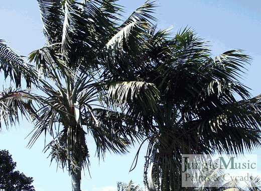  Howea forsteriana, the Kentia Palm, the Sentry Palm.  This is a picture of the crowns of two specimen plants.  