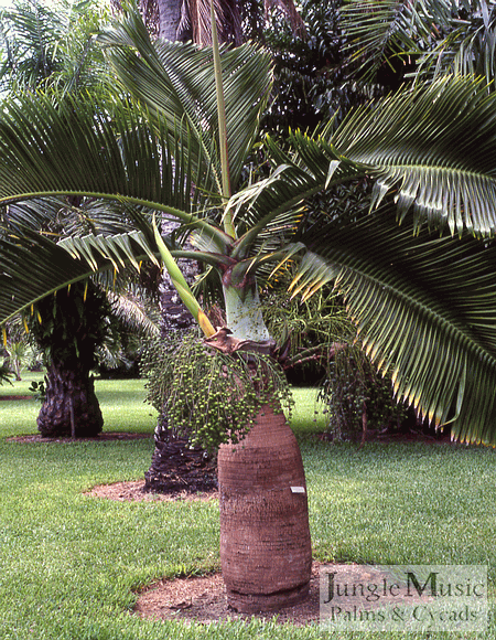  The genus Hyophorbe is an old, established genus with several remarkable species.  Above is a mature Hyophorbe lagenicaulis in fruit.  Known as the Bottle Palm, this species never gets too tall, perhaps to about 15 feet.  It is known for its very swollen base, thus given the name "Bottle Palm".  We will show pictures of three Hyophorbe here, and the Bottle Palm is the least cold hardy of the three.  They like full sun along the coast and don't really tolerate a freeze.  They also appreciate good heat..