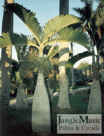 Hyophorbe lagenicaulis in botanical
garden in HI 