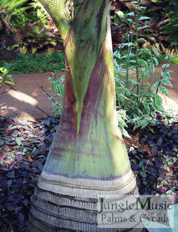  Hyophorbe lagenicaulis base on a medium aged tree.  Note how it's most swollen at the very bottom of the trunk.