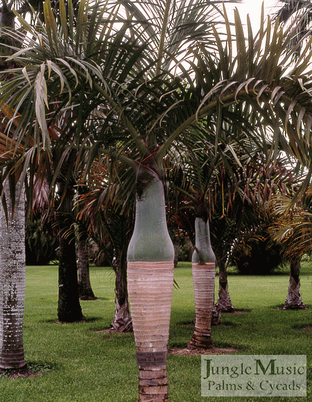  Note how the trunk of this Hyophorbe verschafeltii is thinner at the bottom and swollen in the middle of the trunk.  That's why it's called the Spindle Palm.  It also likes full sun but is a bit more cold tolerant than the Bottle Palm.  It also gets up to about 15 feet.