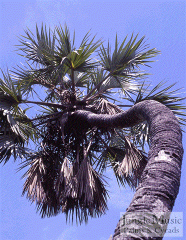  curved trunk of Hyphanae coriacea