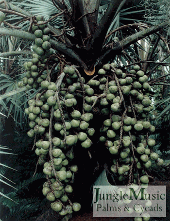  Green immature seeds of Hyphanae crinita