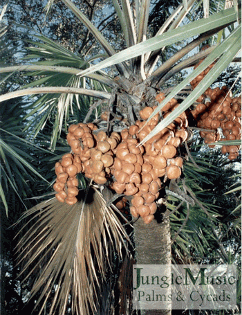 More developed but still not mature seeds of
Hyphanae turbinata.  Seeds will turn black