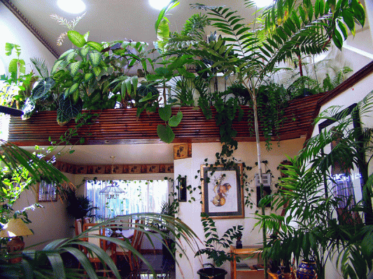   Assorted indoor plants.