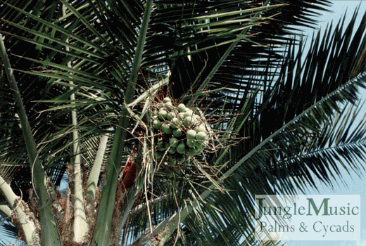  Green seeds on Jubaea chilensis.  These will turn yellow.