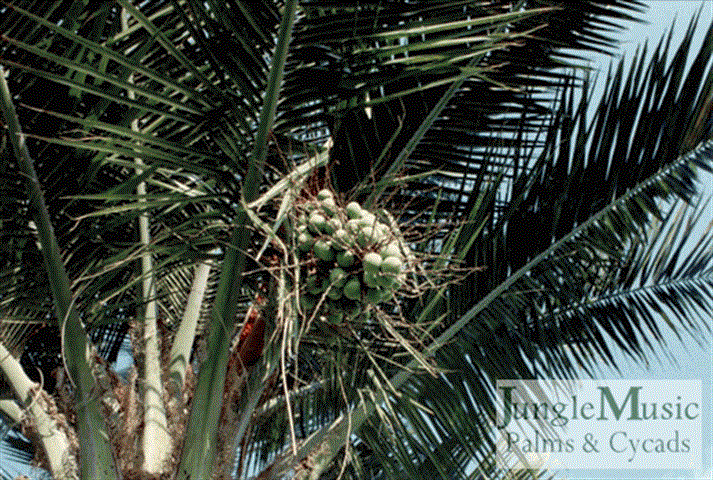  Green seed cluster of Jubaea