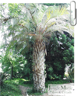 
Jubaea X Butia: This is an unusual hybrid, often grown as an F2 hybrid from existing mature specimens.  It gives one a fast growing plant with a trunk almost the size of a pure Jubaea.  Reports are that this hybrid tolerates temps down to 14 degrees F.  It has a thick trunk and is much faster growing than pure Jubaea
