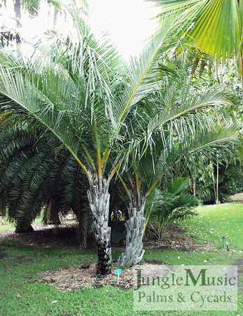 Jubaeopsis caffra:   A suckering, medium sized, pinnate palm that is expensive and hard to find.  It prefers full sun and is wind tolerant.  Tolerates temperatures to about 22 degrees.