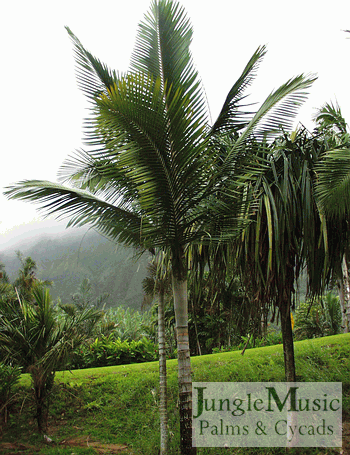  Kentiopsis magnifica

Kentiopsis as a group are a very sought-after genus of palms.  They are medium sized and quite graceful with thin crown shafts.  Along the coast they tolerate full sun but inland need protection.  K. oliviformis has proven to be fairly cold hardy and fairly easy to grow. 