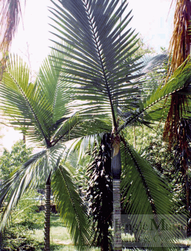  Kentiopsis oliviformis, the most popular Kentiopsis species, is becoming more popular.  It's leaves are green but sometimes have a bit of blue color to them.  It is think trunked and can get taller than a King Palm.  It is very graceful and a moderately quick grower.