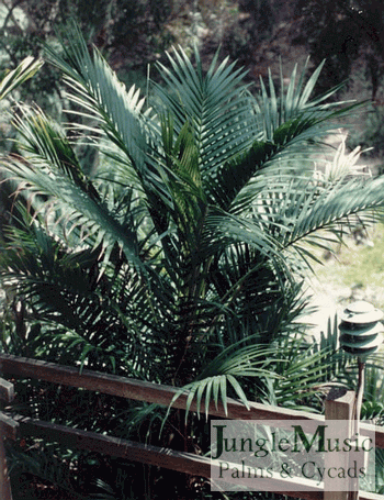 Laccospadix australasica (suckering form):

This type is very similar to the single trunk variety, except it seems to stay a bit shorter (7-10 feet), does not have a red emergent leaf and is more cold hardy.  It looks best in filtered light like the solitary version and tolerates about 24-25 degrees.        