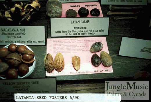  Assorted Latania seeds, all cleaned of fruit