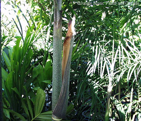 Veitchia sp. leaf base
Ready for removal 