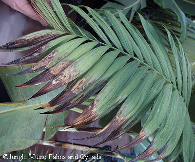 Sunburn on the leaf of
a Chamaedorea.  Note
the outer portion of the leaflets that was more exposed sustained the sunburn. 
