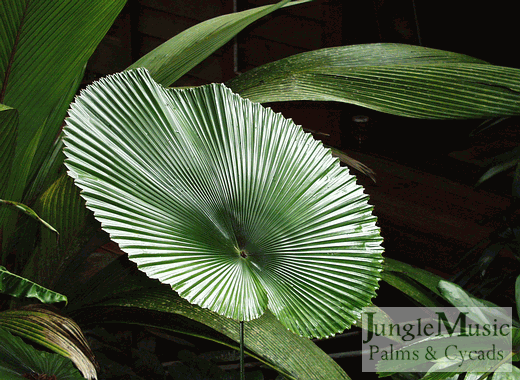  Many Licuala prefer shade