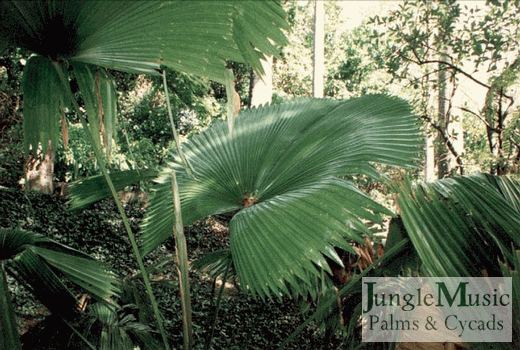 Licuala elegans (L. peltata var. elegans):  A great solid leaf, tropical fan palm that is slow growing and worth the wait.  It likes filtered light and is hard to find.  Takes to 28 degrees and does not sucker.