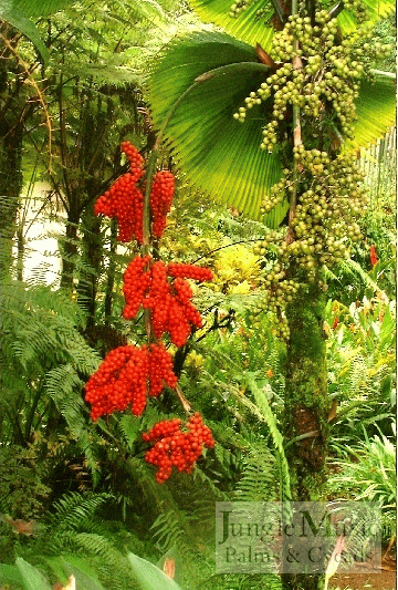 Licuala grandis with both red mature fruit and
immature light yellow fruit.