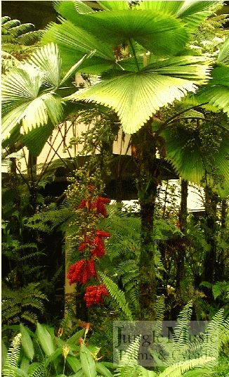 Licuala grandis mature red fruit below, with
green seeds above.