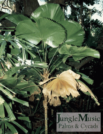 Licuala grandis with perfectly flat leaves and
minimal division at the ends of the segments