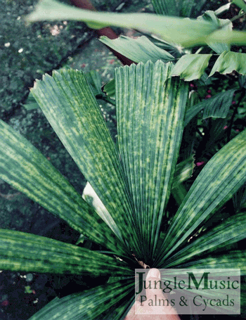  Licual radula with variegated fan type leaf