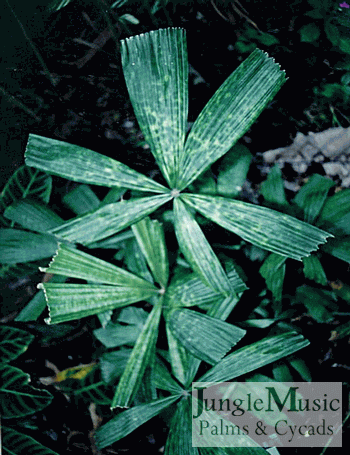  Licuala radula:
This is one of the prettier Licualas you can grow.  It has a divided tropical fan leaf, which is mottled and is solitary trunked. It, like most Licualas, is slow growing, but I highly recommend it to sophisticated collectors.  It likes filtered light and is hard to find.  Takes to 28 degrees.