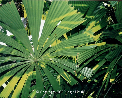  Licuala ramsayi, leaf detail.