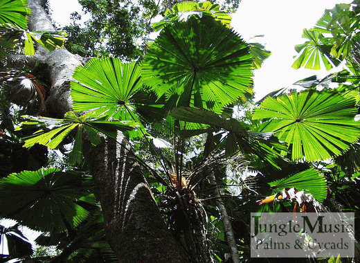 

Licuala ramsayi:  A narrow trunked, tropical fan palm with divided leaves.  Prefers filtered light and will tolerate 28 degrees.  Very exotic appearing.  It is single trunked.
