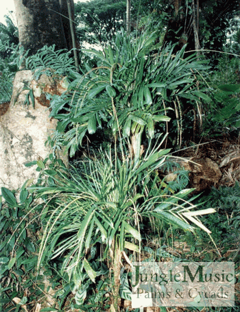 Linospadix monostachya:  The Walking Stick Palm is very cute, single trunked, with irregular widths to its pinnate leaves.  It gets up to about 8 feet and likes filtered light.  It tolerates 26 to 28 degrees. 