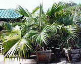 Assorted palms & cycads