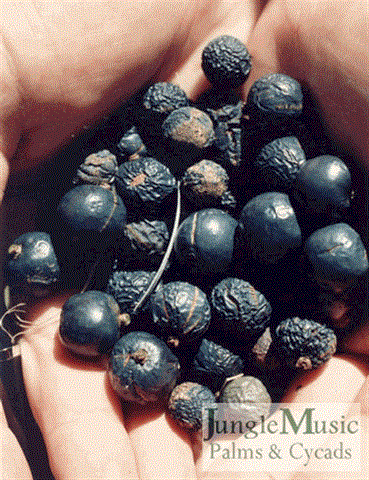 Ripe seeds of Livistona saribus collected off the
ground.  Note the interesting and rare blue color
to the seeds. 