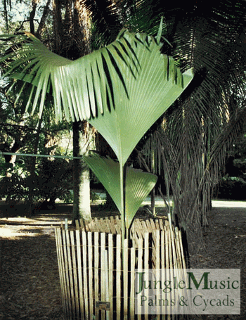 Young Lodoicea palm that was most likely
germinated in this location and is being protected
with a fence because of its rarity and value.