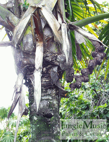  Immature fruit on female tree