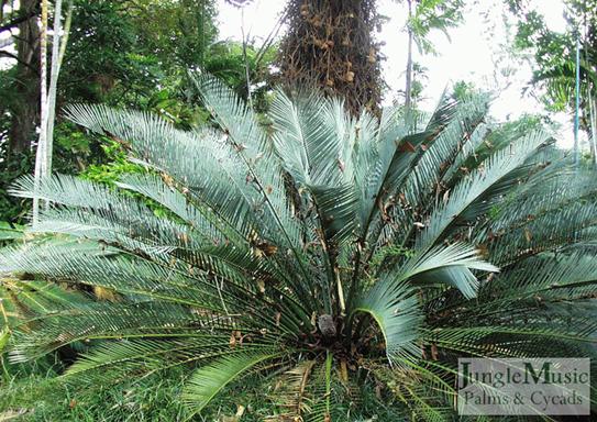  Macrozamia macdonnellii, a very hard to obtain species 