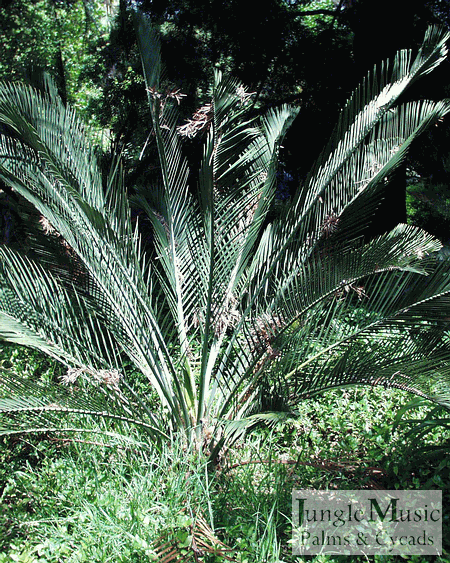  Macrozamia riedlei