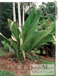 slightly divided leaves of Marjejya darianii
are consider pinnate leaves, especially when older