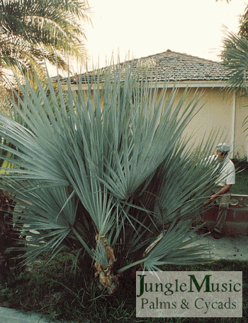 Nannorrhops ritcheana:  A suckering, small (to 12 feet) attractive fan palm that has green and blue forms.  This clumping palm tolerates hot sun, dry conditions, and temperatures to about 16-17 degrees or slightly lower. 