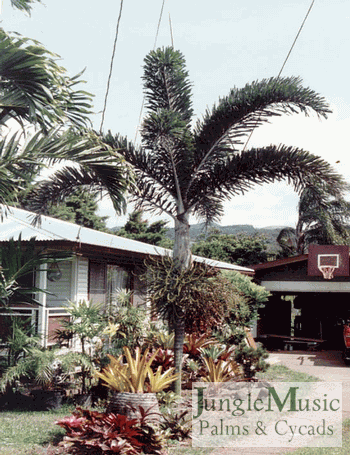 Normambya normambyi: An elegant, thin trunked palm with chopped leaflets (fishtail like) and a tropical appearance.  I like it best in strong filtered light.  It takes down to about 28 degrees.