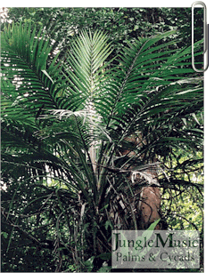 

Oraniopsis appendiculata:   A surprising single trunked pinnate palm that gets quite tall with a lot of time and is native to the Mt. Lewis area of Queensland.  It takes down to about 27 degrees and is real fun.  Somewhat slow growing, however.
